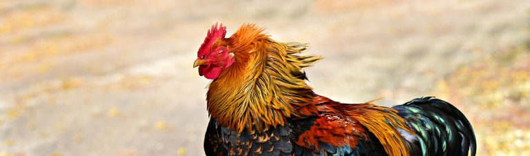 Od lasów bambusowych do podróży Kon-Tiki, czyli kręte drogi udomowienia kury