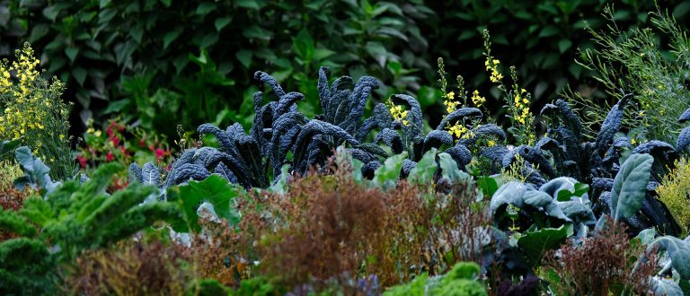 Warzywa w Ogrodzie PAN