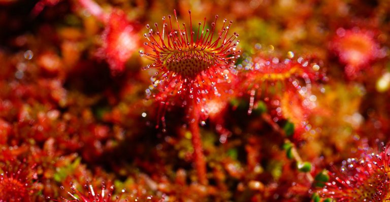 Rosiczki i ich wykorzystanie w biotechnologii