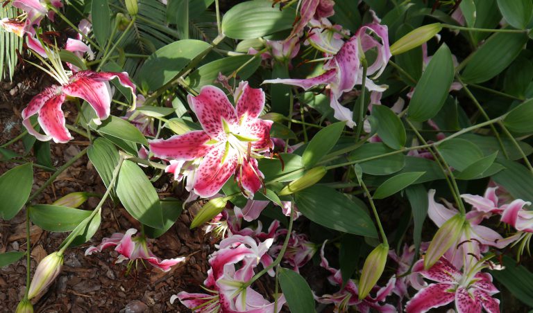 Kwitną lilie właściwe!