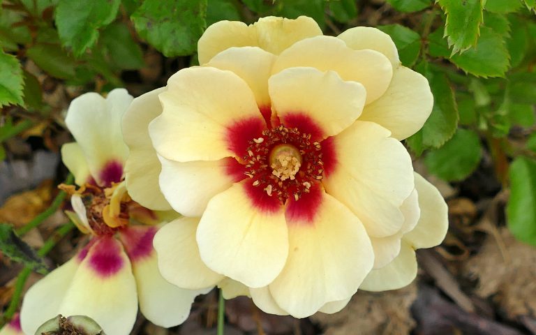 Róże z „oczkiem”