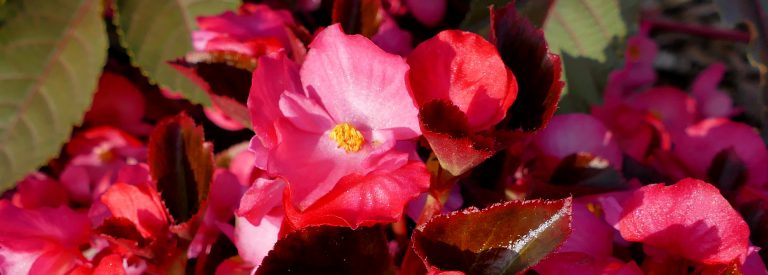 W ogrodzie pełnym begonii