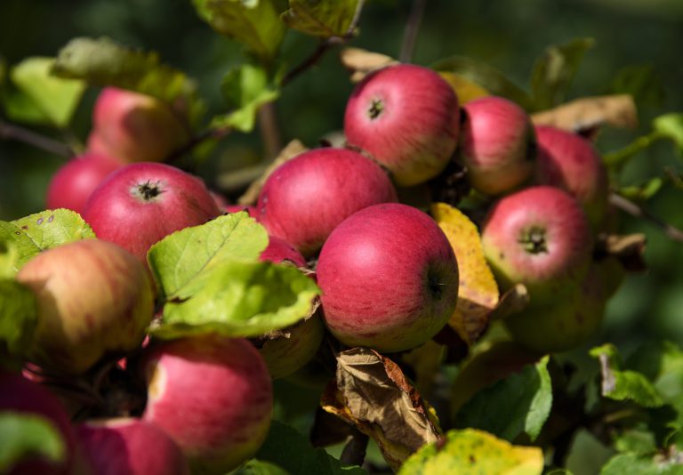 Dzień Jabłoni w Powsinie