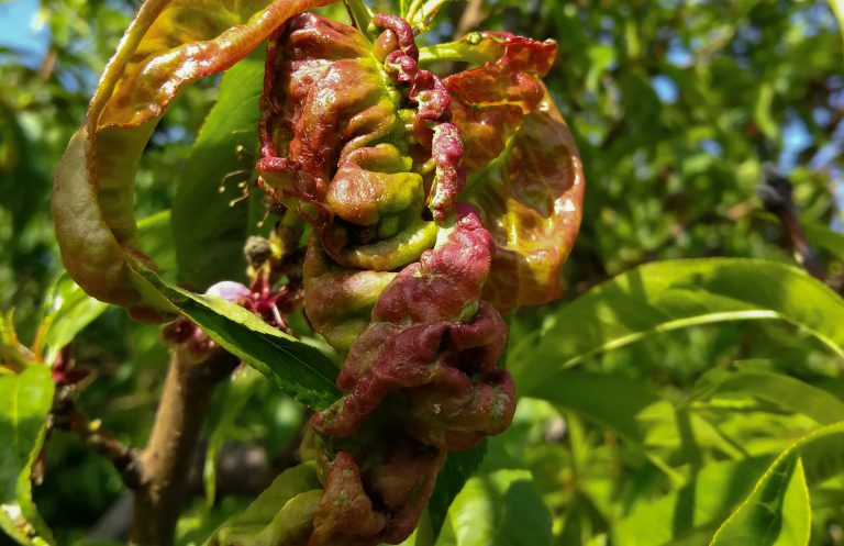 Kędzierzawy los brzoskwiń