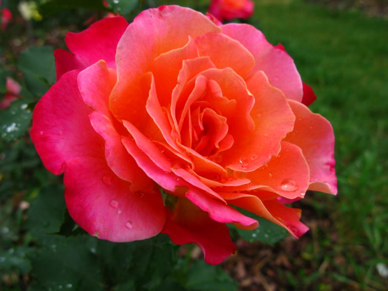 Laudacja dla „Szefa”