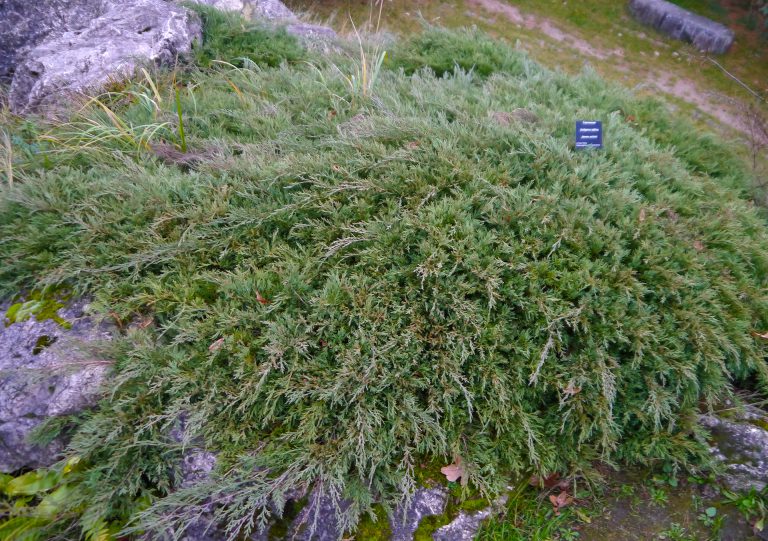 Sawina i jej mroczne tajemnice