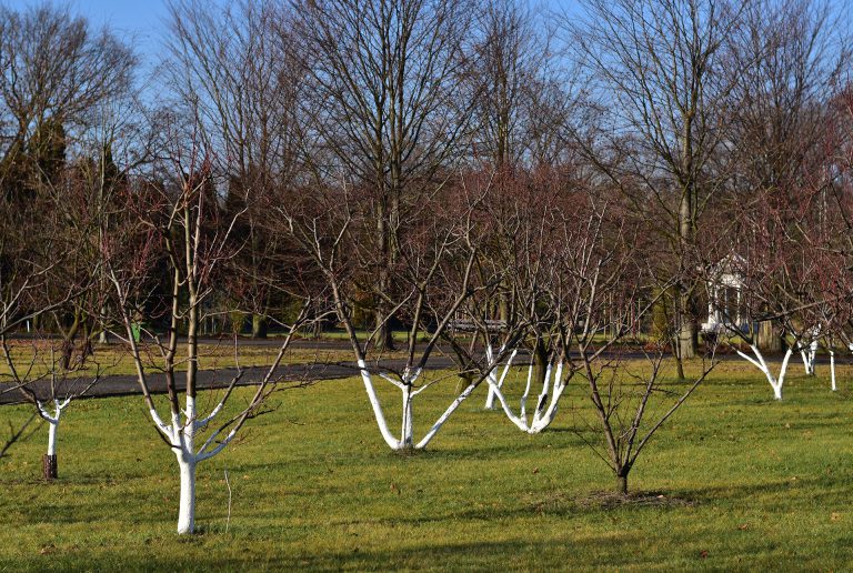 Bielenie pni, czyli spa dla drzew