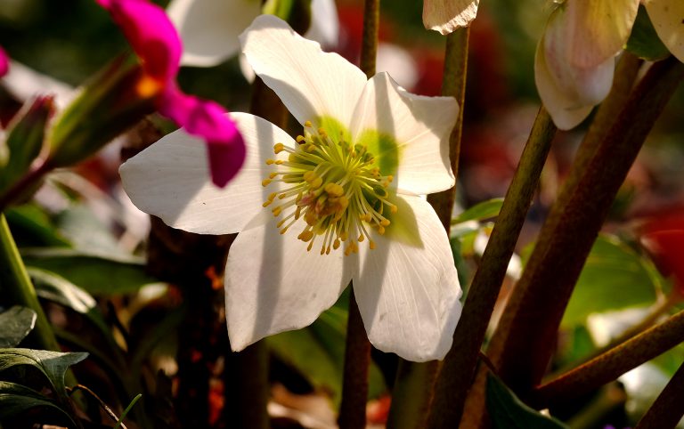 Ciemiernik Biały – Róża Bożego Narodzenia