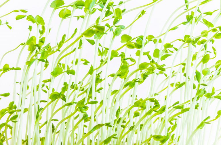 Wpływ nanocząstek srebra na rośliny