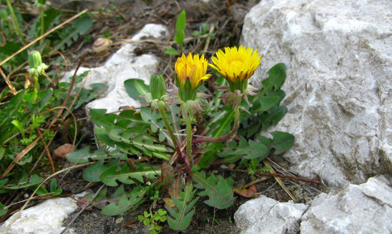 Groszek czy nie groszek? Taksonomiczne zawiłości natury