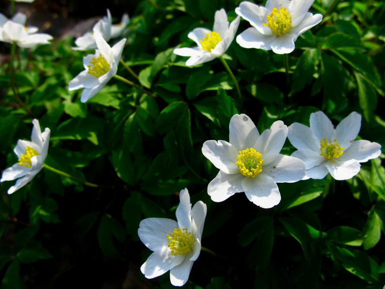 Delikatny powiew wiosny: anemone znaczy wiatr.