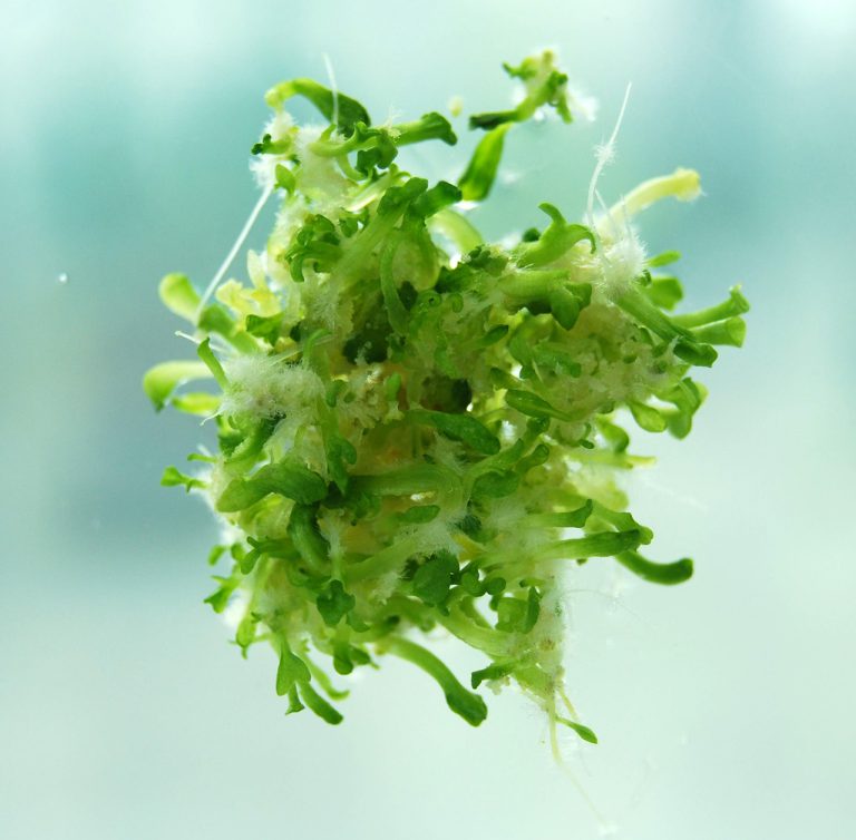 Drogi otrzymywania roślin in vitro: somatyczna embriogeneza, czyli wytwarzanie zarodków bez zapylenia i zapłodnienia