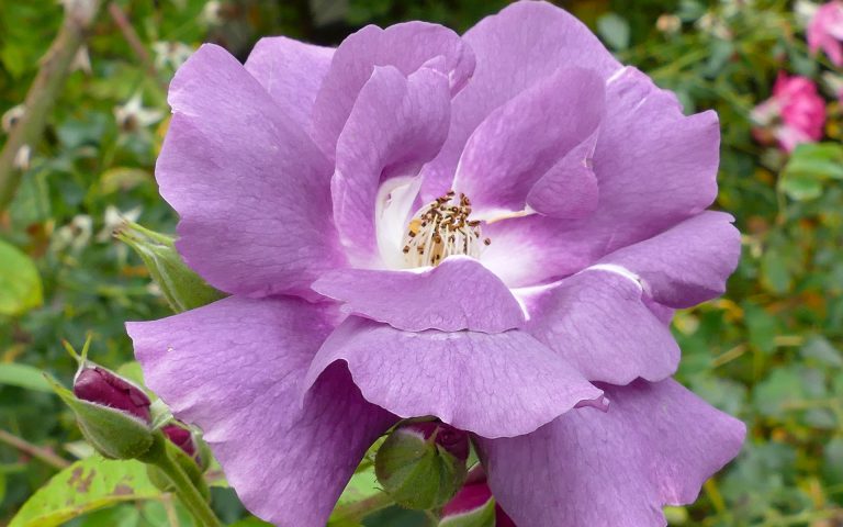 Ogród Testowy Nowych Odmian Róż (Warsaw Rose Trials Garden)