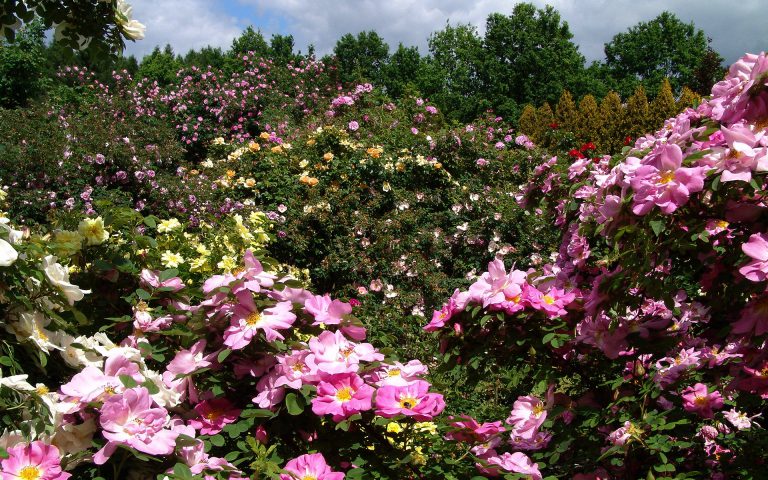 Jubileusz 30-lecia udostępnienia Ogrodu dla publiczności
