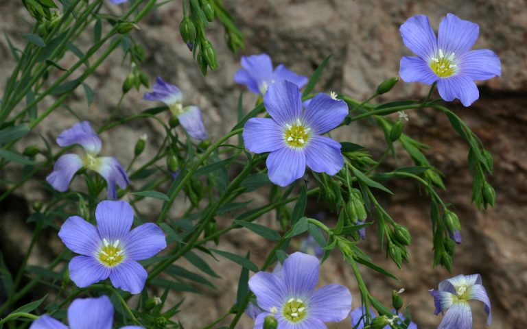 Len, roślina cenniejsza od złota.