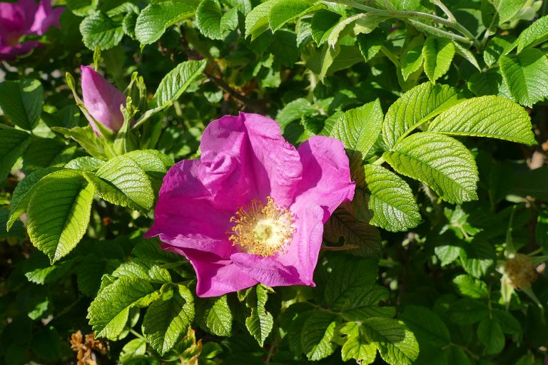 W Powsinie kwitną róże pomarszczone