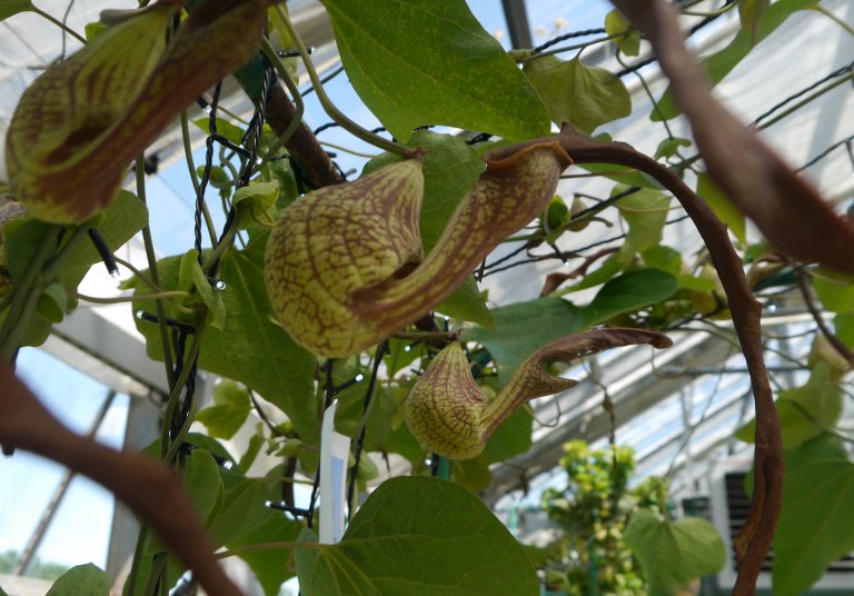 Piękny, acz niebezpieczny kokornak wielkolistny i jego rodzina