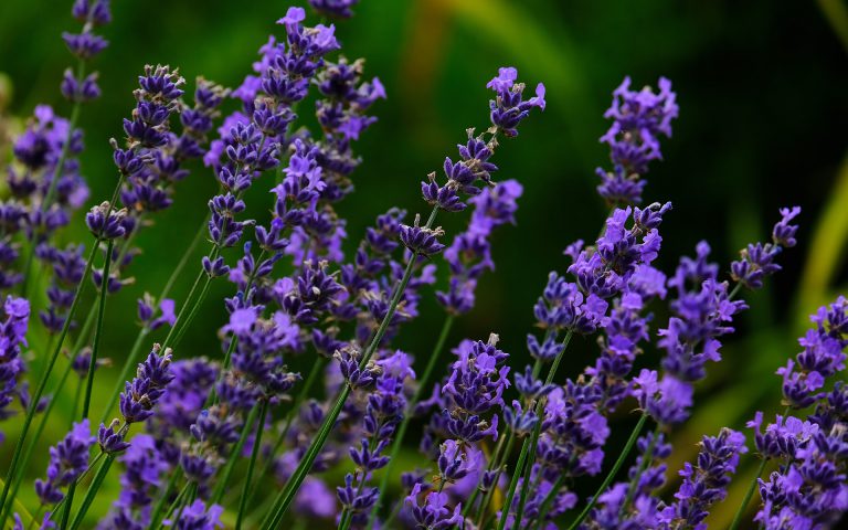 Komary? Całe chmary, a do tego jeszcze kleszcze…