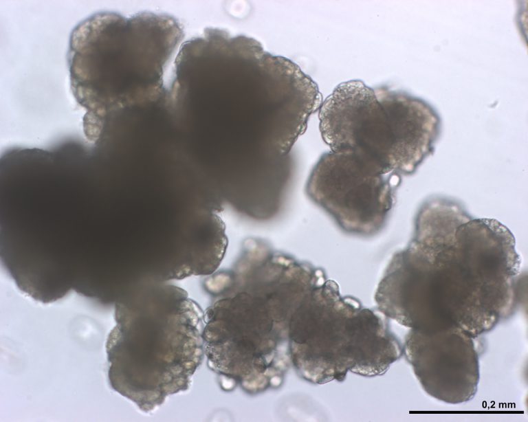 Somatyczna embriogeneza u roślin z rodzaju Gentiana