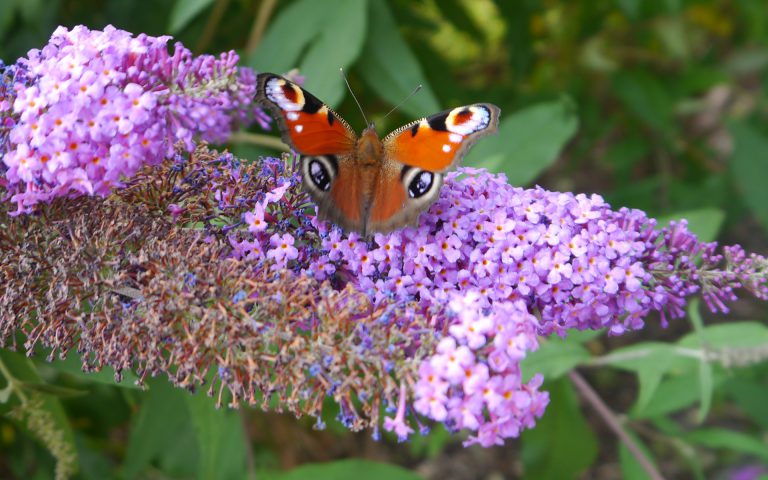 Rusałka pawik – nauczyciel metody naukowej, trener hartu ciała i umysłu