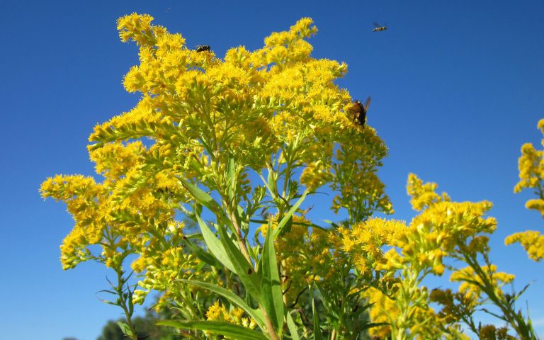 O gatunkach inwazyjnych słów kilka