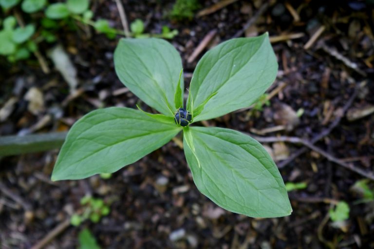 Czworolist „jabłko niezgody”, ozdoba leśnych ogródków japońskich