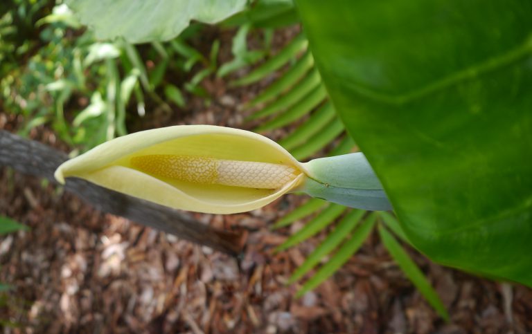 Żółtosocza strzałkowata oraz jej sobowtóry