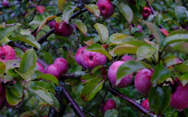 Stare odmiany jabłoni w Ogrodzie
