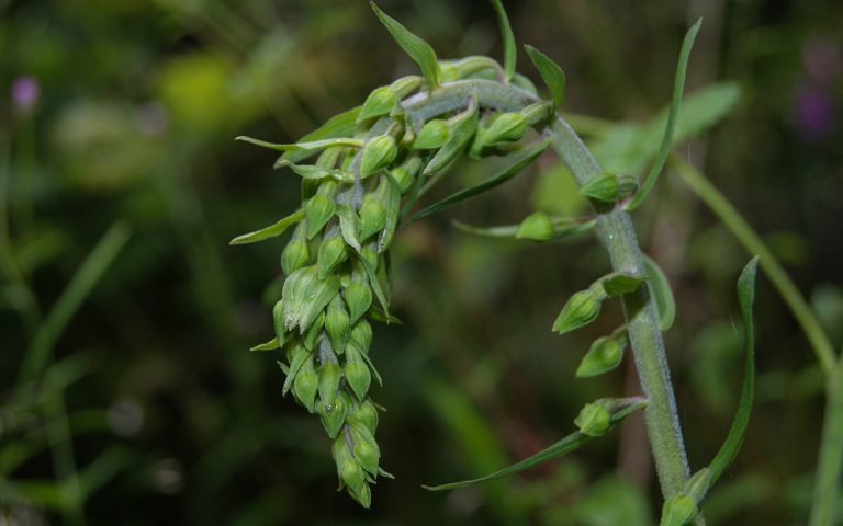 Kruszczyk szerokolistny – diler wśród storczyków