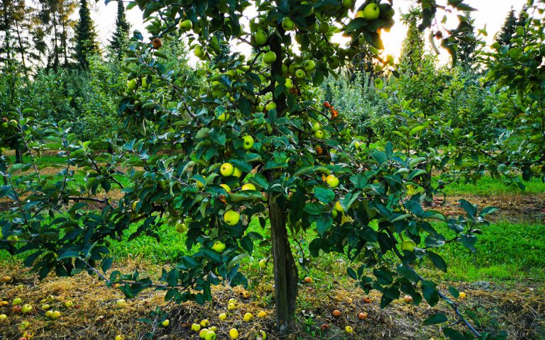 Dzień Jabłoni – relacja