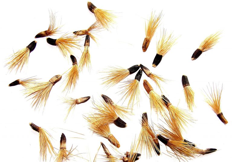 20 lat Millennium Seed Bank