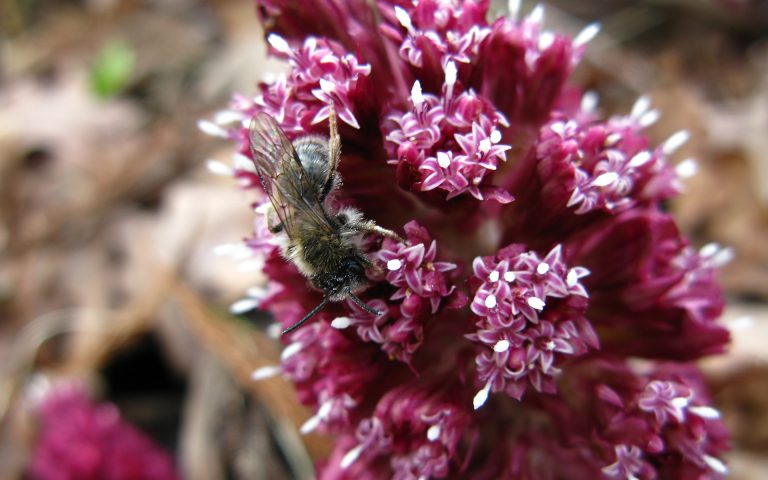 Nieznane oblicze przedwiośnia