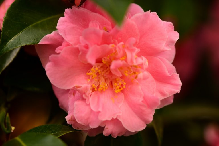 W Powsinie wciąż kwitną kamelie japońskie!