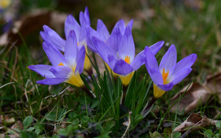 Przedwiośnie 2021 w Ogrodzie