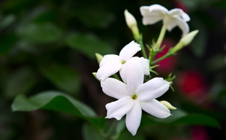 Jaśmin i jego zastosowania