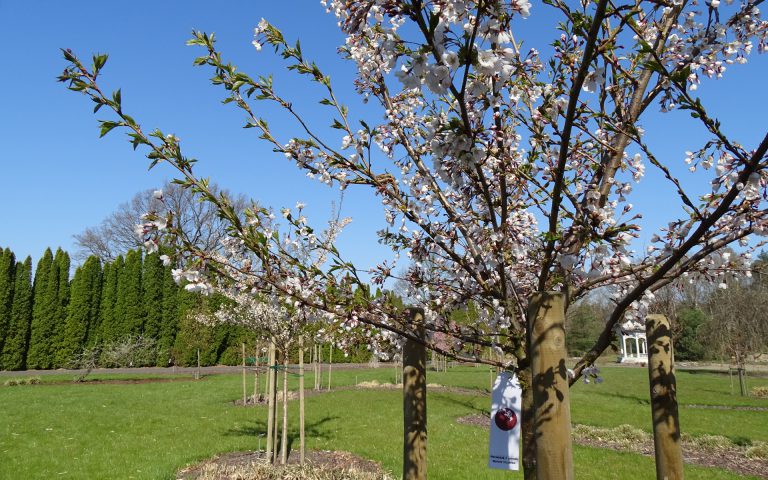Gatunki i odmiany wiśni ozdobnych na Reiwa Sakura Teien