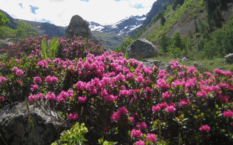 Skazana na śmierć i zapomnienie: Chaja Tenenbaum