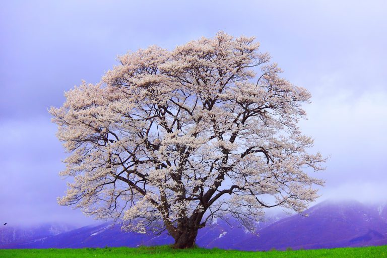 Sakura (nie tylko) w Ogrodzie