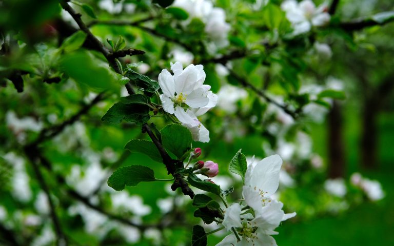 Kolekcja zachowawcza jabłoni w Powsinie
