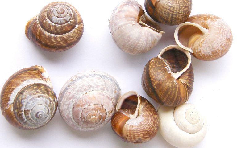 Ślimaki naszego Ogrodu: Ślimak zaroślowy