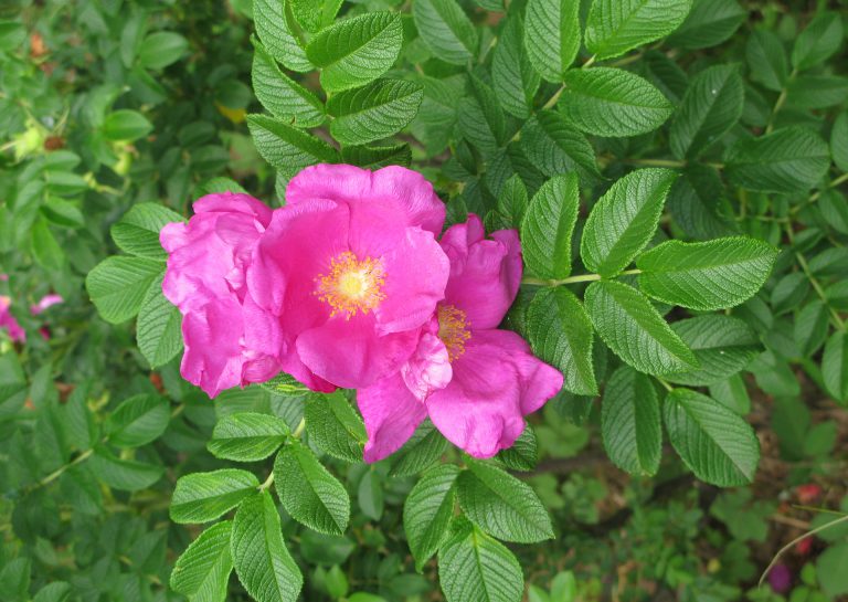 Róża pomarszczona – wszędobylska Japonka, najukochańsza z dzikich róż Polaków
