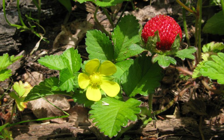 Poziomka niejedno ma imię
