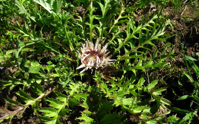 Niech ich moc będzie z nami