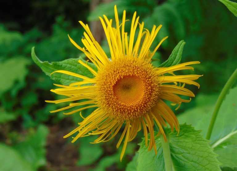 Smotrawa okazała – symbol Bieszczadów czy roślina inwazyjna?