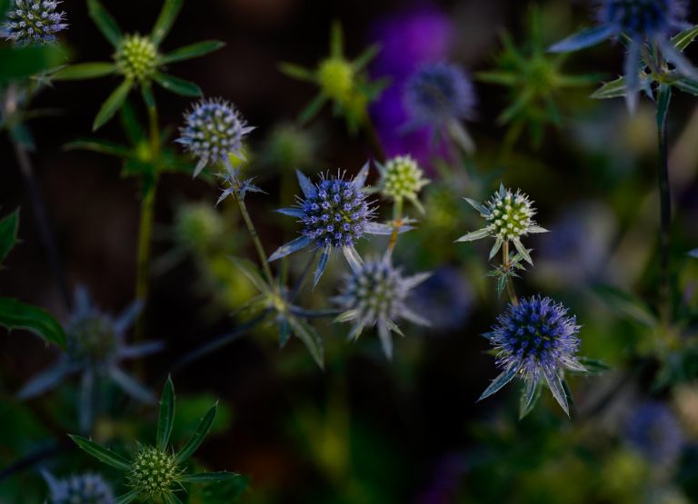 Jesienny Powsin w obiektywie