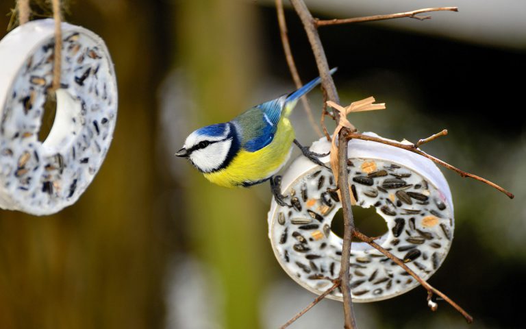Zimowe dokarmianie ptaków