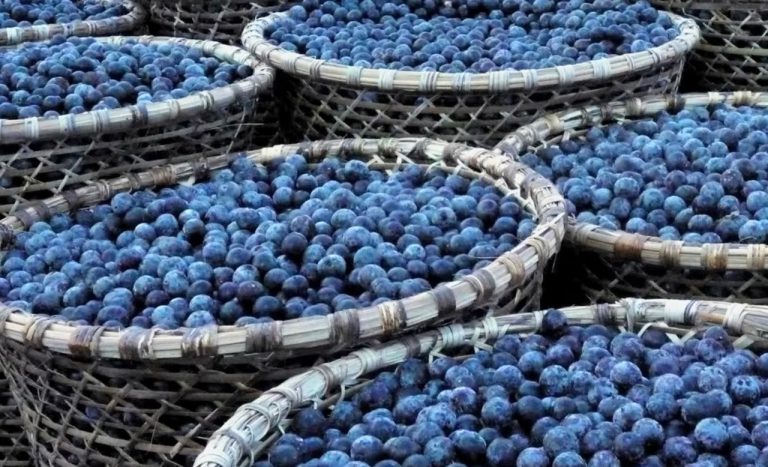 Mocno przereklamowane jagody acai