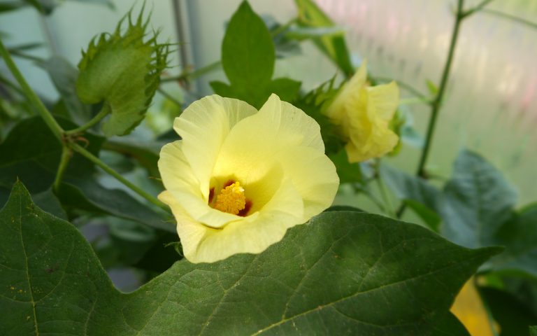 Kto wypił całą wodę z morza? Rzecz o bawełnie