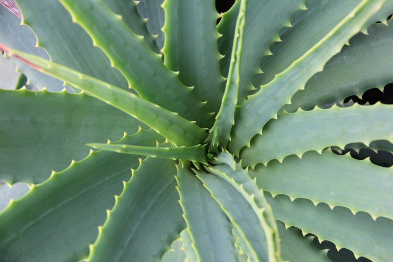 Aloes zwyczajny i jego kuzyni – trucizna czy panaceum?