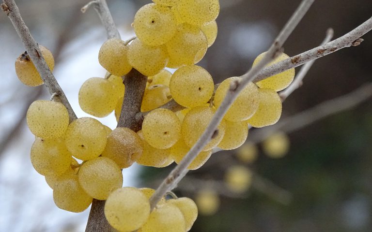 Oliwniki baldaszkowe w naszym ogrodzie